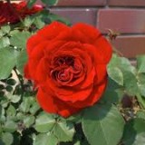 Trandafirii - specii si varietati Trandafirii - specii si varietati